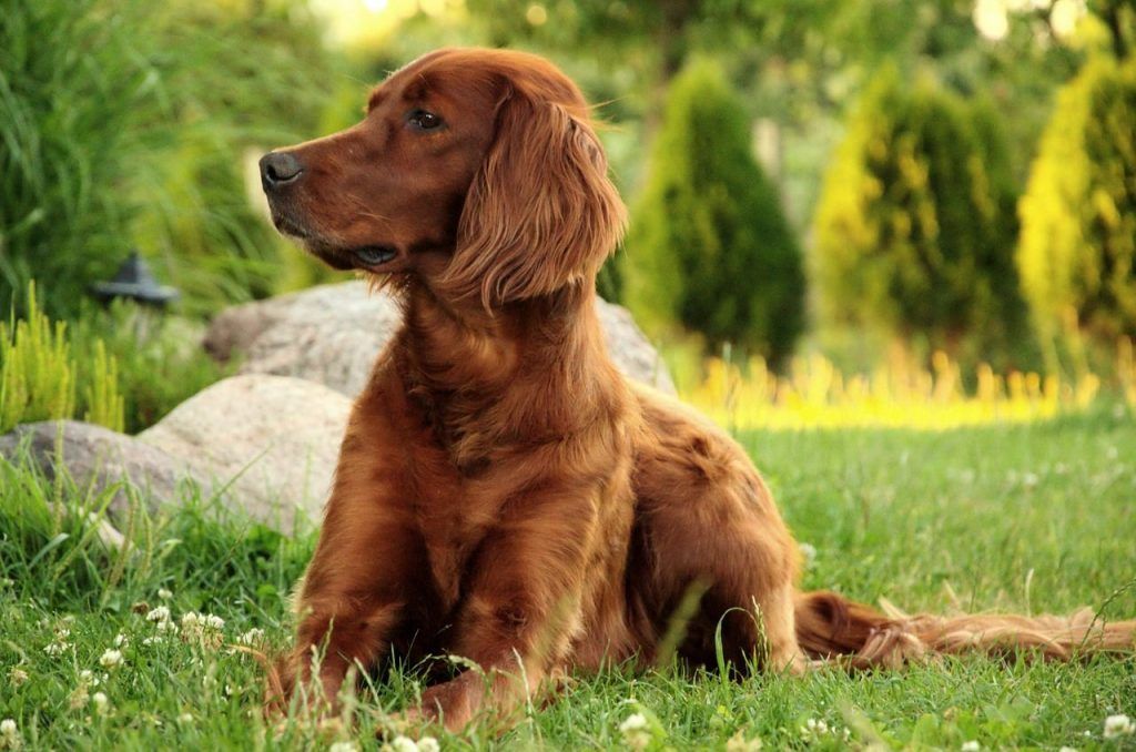 Setter irlandés mejor perro para niños