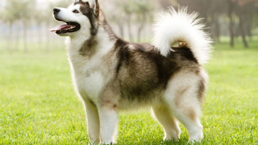 Alaskan Malamute razas de perros más fuertes