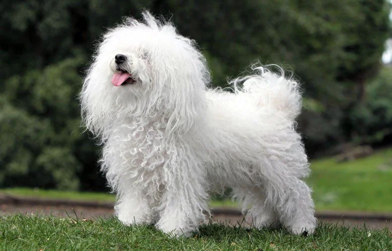 Bichón Boloñés (Boloñesa) razas de perros hipoalergénicos