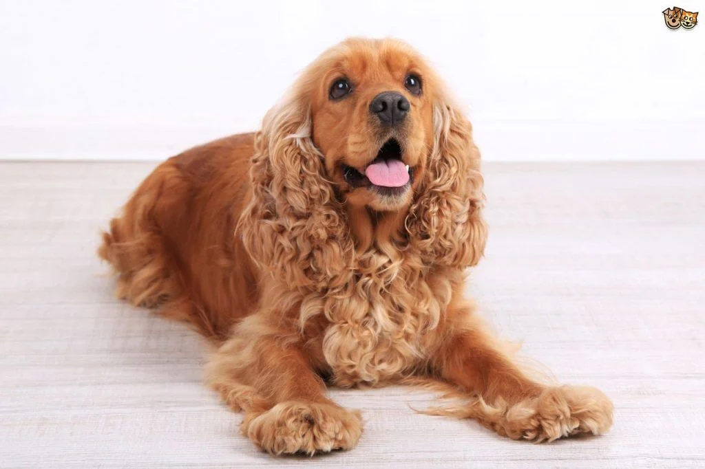 Cocker spaniel perros mas bonitos y bellos