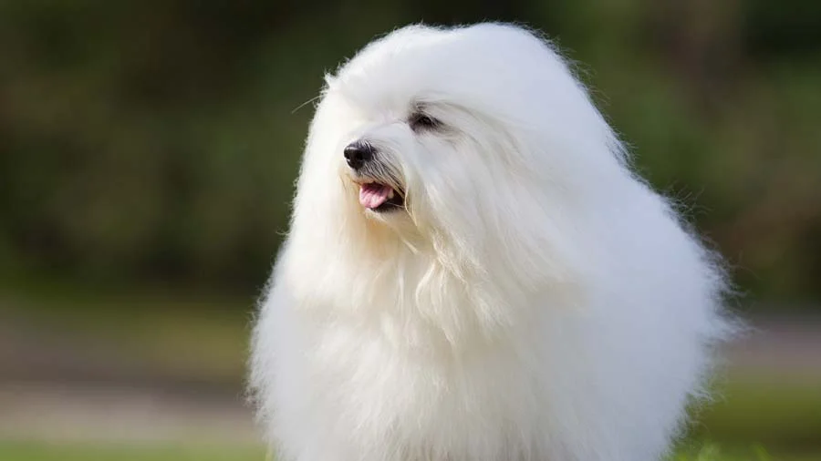 Cotón de Tulear razas de perros hipoalergénicos