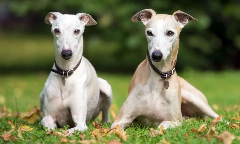 Lebrel whippet razas de perros hipoalergénicos
