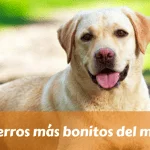 Los perros más bonitos del mundo