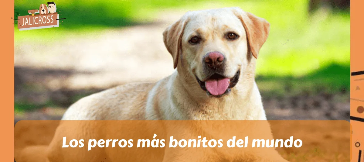 Los perros más bonitos del mundo