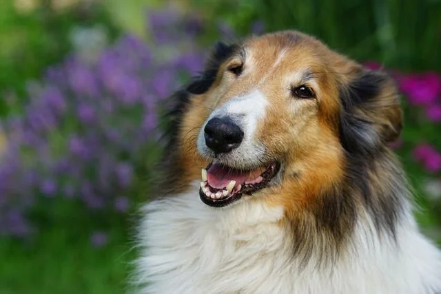 Pastor escocés perros mas bonitos y bellos