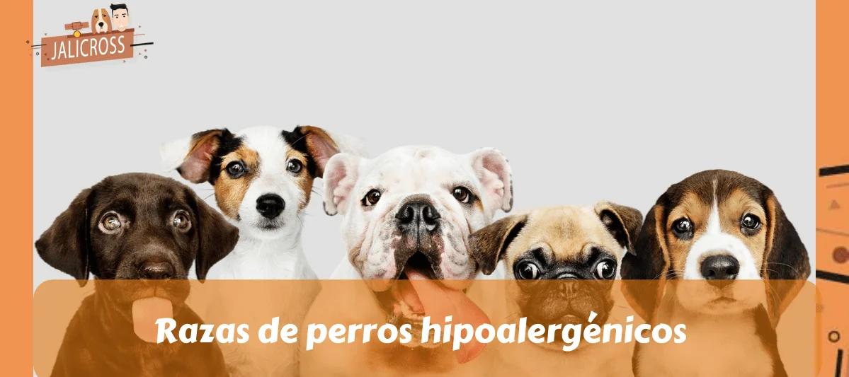 Razas de perros hipoalergénicos