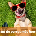 Razas de perros más fuertes