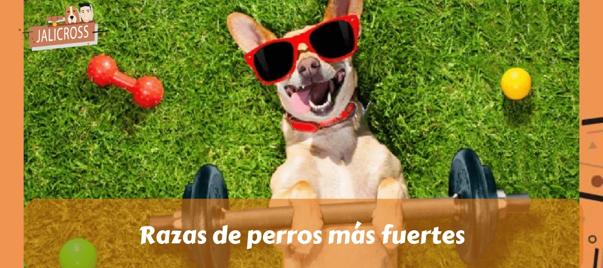 Razas de perros más fuertes