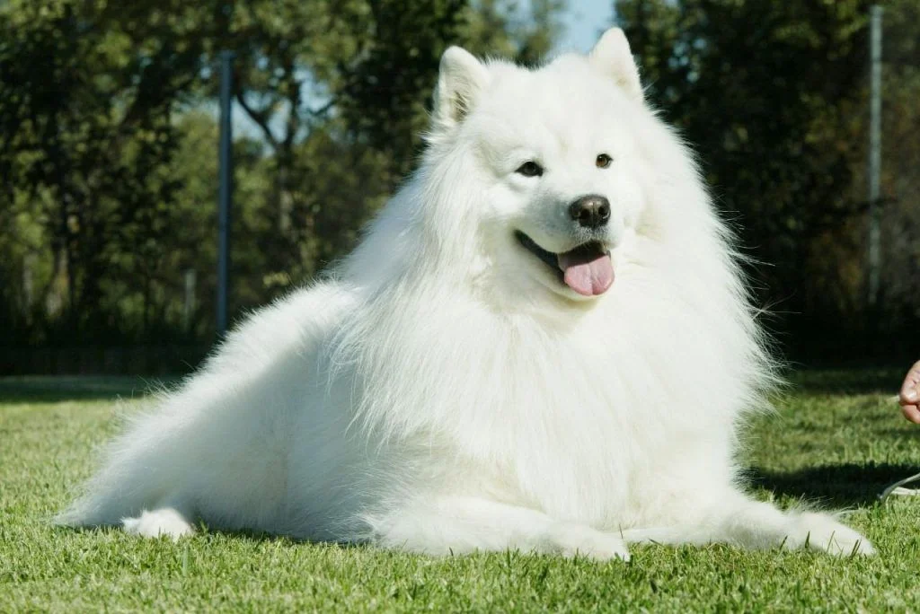 Samoyedos perros mas bonitos y bellos