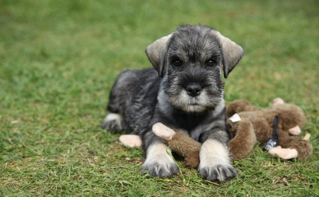 Schnauzer miniatura perros más inteligentes