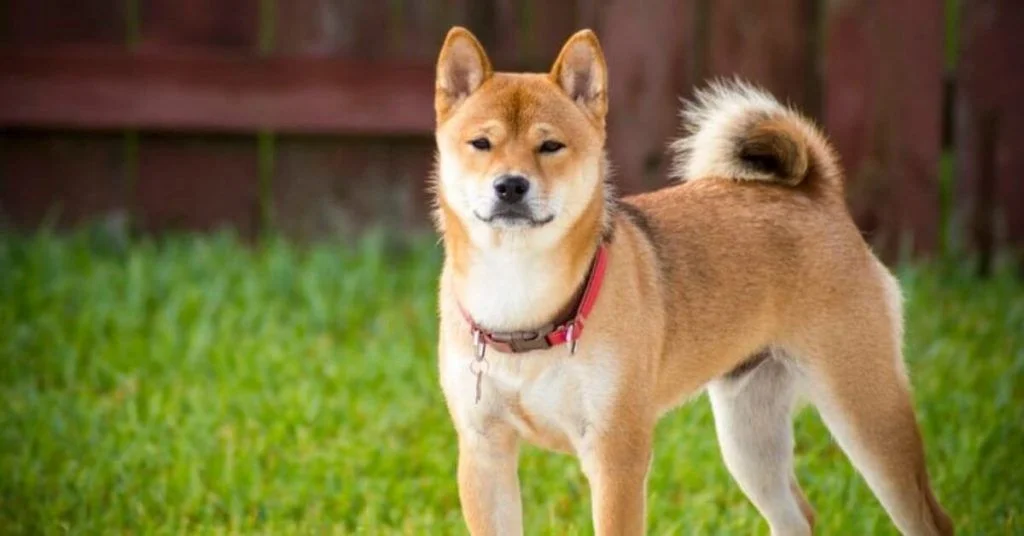 Shiba inu perros mas bonitos y bellos
