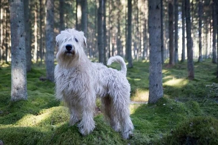 Terrier de trigo de capa suave razas de perros hipoalergénicos