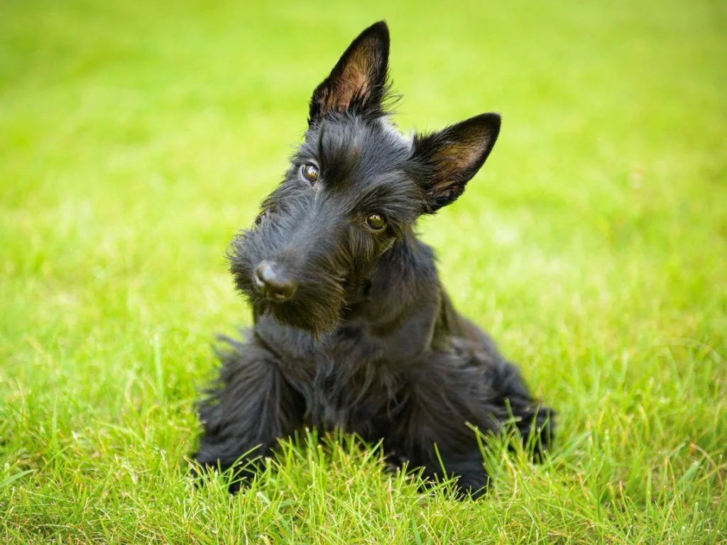 Terrier escocés razas de perros hipoalergénicos
