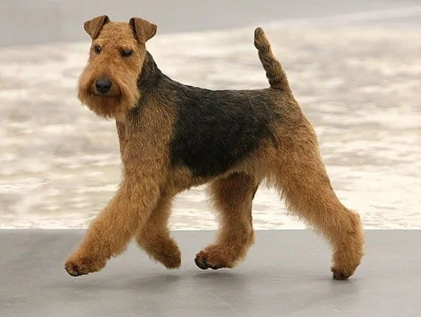 Terrier galés razas de perros hipoalergénicos