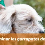 Cómo eliminar las garrapatas de mi perro