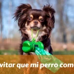 Cómo evitar que mi perro coma caca