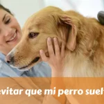 Como evitar que mi perro suelte pelo