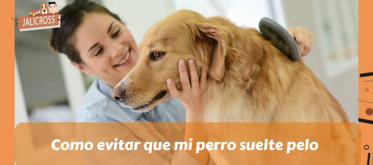Como evitar que mi perro suelte pelo