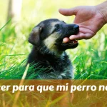Cómo hacer para que mi perro no muerda