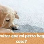 ¿Cómo evitar que mi perro haga pis en casa