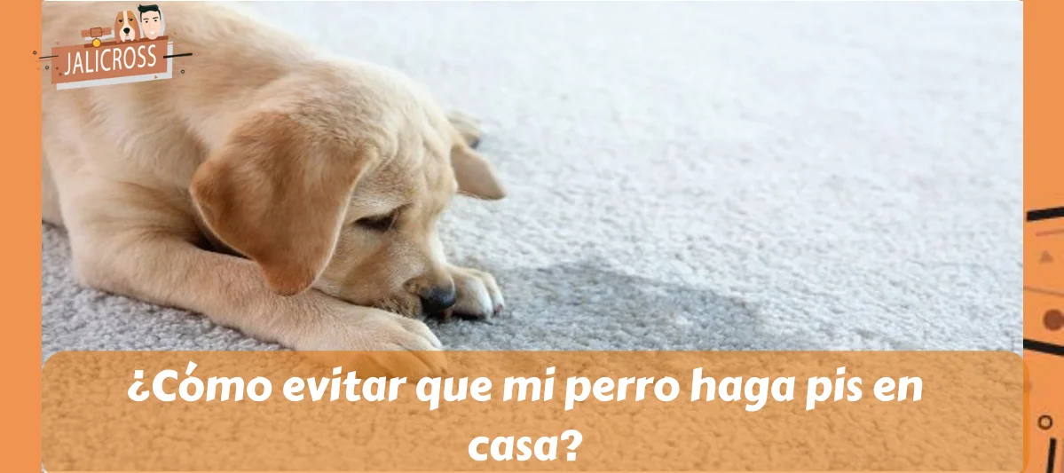 ¿Cómo evitar que mi perro haga pis en casa
