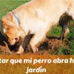 Cómo evitar que mi perro abra hoyos en el jardín