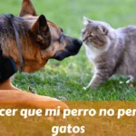 Cómo hacer que mi perro no persiga a los gatos