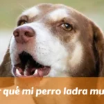 ¿Por qué mi perro ladra mucho