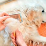 5 consejos para frenar la caída del pelo en los perros