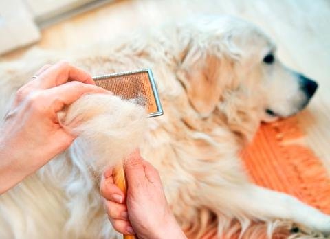 5 consejos para frenar la caída del pelo en los perros