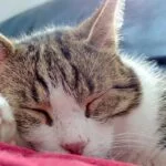 A los gatos les gusta dormir en la oscuridad o en la luz