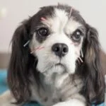 Acupuntura en perros por qué y cuándo hacerla