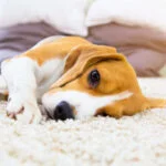 Causas de un Perro Estreñido