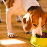 Cuál es la mejor comida para perros