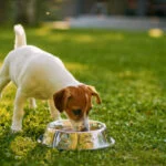 Descubre cómo elegir la mejor golosina para perros