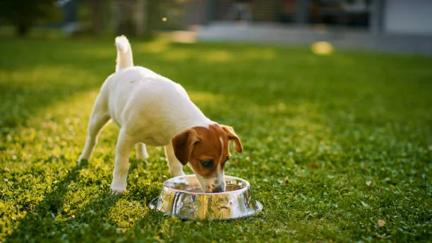 Descubre cómo elegir la mejor golosina para perros