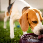 Descubre si los perros pueden beber té y cuáles son los beneficios
