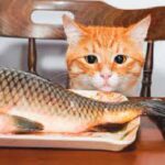 ¿Los gatos pueden comer pescado?
