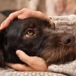 ¿Los perros tienen sentimientos? Mira lo que dice la ciencia sobre el tema