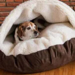 Modelo de cama para perros: ¿cómo elegir la mejor?