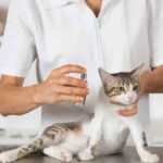 Perfume para gatos: es bueno o malo para el gatito