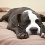 Perro durmiendo: conoce el significado de cada posición