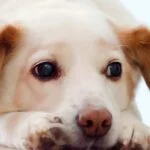 Perro temblando: ¿qué podría ser?