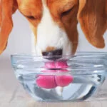 ¿Puede un perro tomar café? Efectos de la cafeína para perros