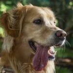 ¿Un perro que babea es un motivo de preocupación?